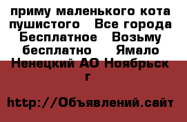 приму маленького кота пушистого - Все города Бесплатное » Возьму бесплатно   . Ямало-Ненецкий АО,Ноябрьск г.